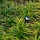 Zegge - Carex morrowii 'Irish Green'