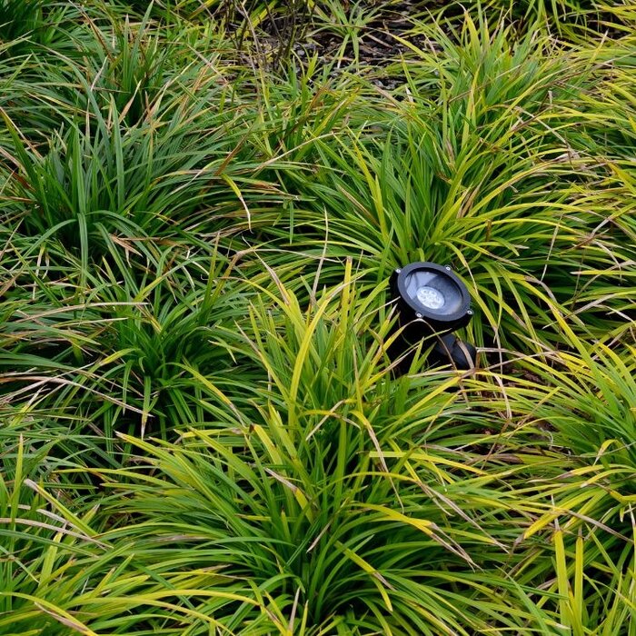 Zegge - Carex morrowii 'Irish Green'