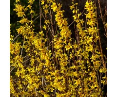 Chinees klokje op stam - Forsythia int. Week-End