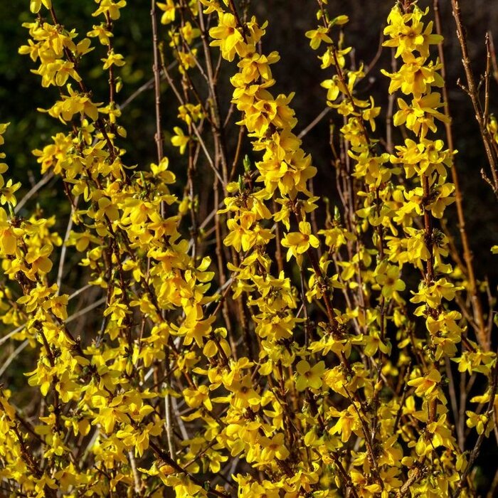 Chinees klokje op stam - Forsythia int. Week-End