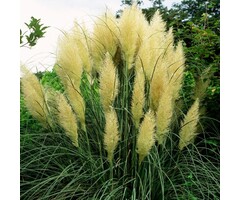 Pampasgras - Cortaderia selloana Minigoldenpampas