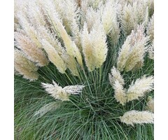 Pampasgras - Cortaderia selloana Minipampas