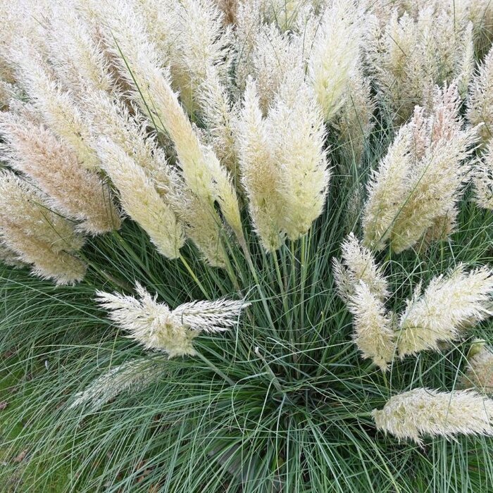 Pampasgras - Cortaderia selloana Minipampas