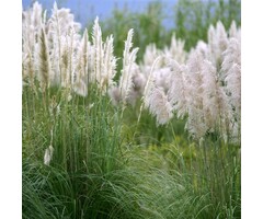 Pampasgras - Cortaderia selloana Minisilverpampas