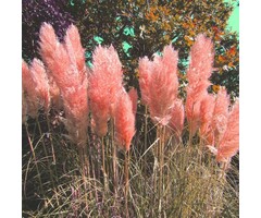 Pampasgras - Cortaderia selloana 'Rosea'