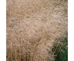Ruwe smele - Deschampsia cespitosa 'Goldtau'