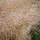 Ruwe smele - Deschampsia cespitosa 'Goldtau'