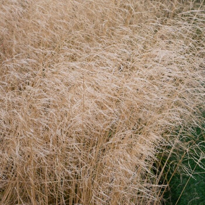 Ruwe smele - Deschampsia cespitosa 'Goldtau'