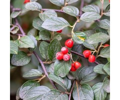 Dwergmispel op stam - Cotoneaster dammeri 'Major'