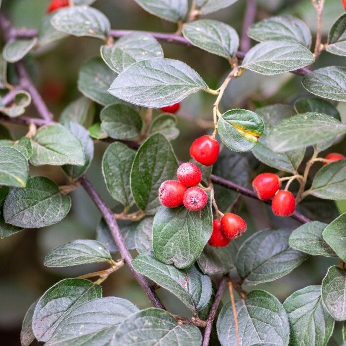 Dwergmispel op stam - Cotoneaster dammeri 'Major'