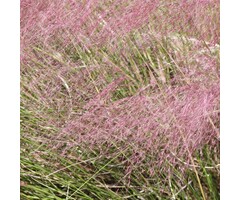 Liefdesgras - Eragrostis spectabilis