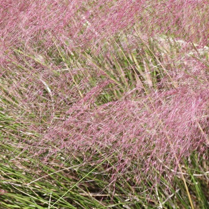 Liefdesgras - Eragrostis spectabilis