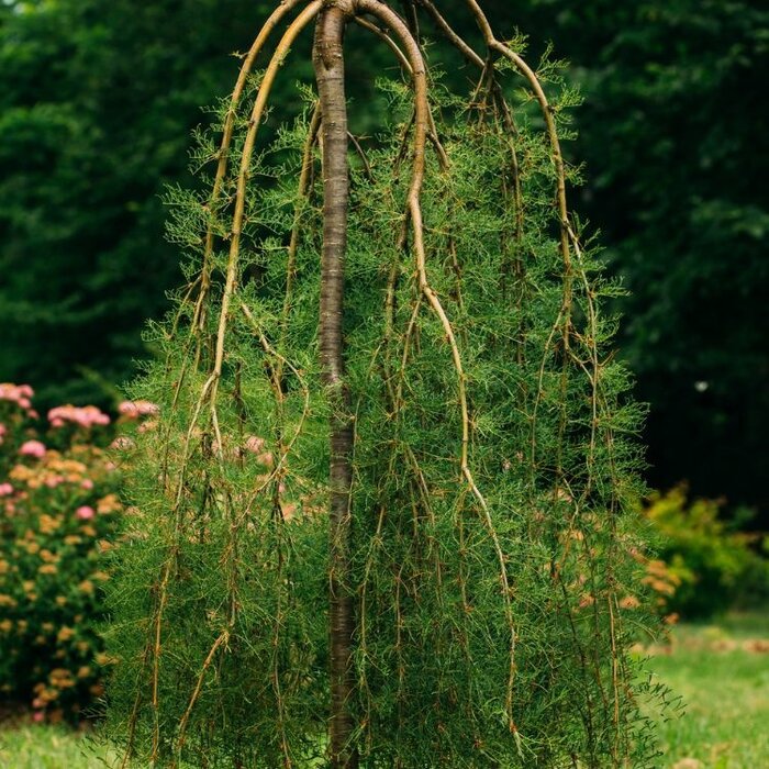Erwtenstruik op stam - Caragana arborescens 'Pendula'