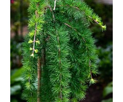 Europese larix op stam - Larix decidua 'Puli'