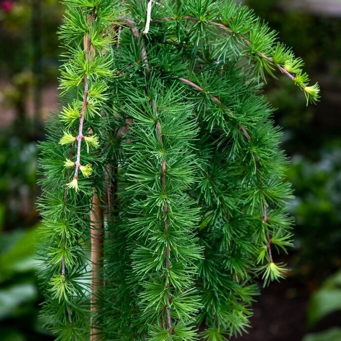 Europese larix op stam - Larix decidua 'Puli'