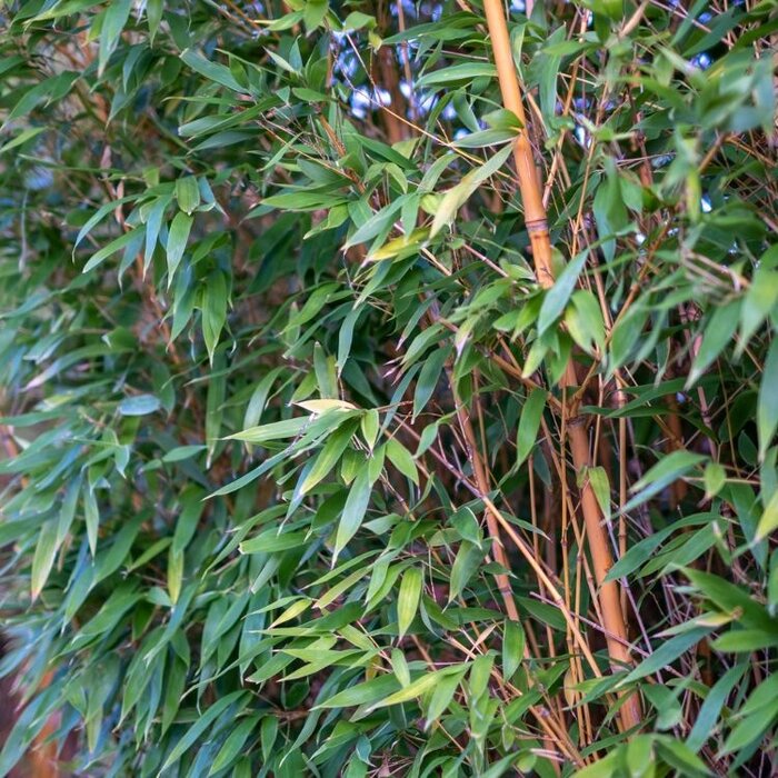 Niet woekerende bamboe - Fargesia 'Jiuzhaigou 1'