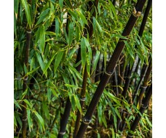Niet woekerende bamboe - Fargesia nitida 'Black Pearl'