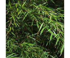 Niet woekerende bamboe - Fargesia robusta 'Campbell'