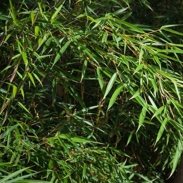 Niet woekerende bamboe - Fargesia robusta 'Campbell'