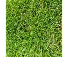 Zwenkgras - Festuca gautieri