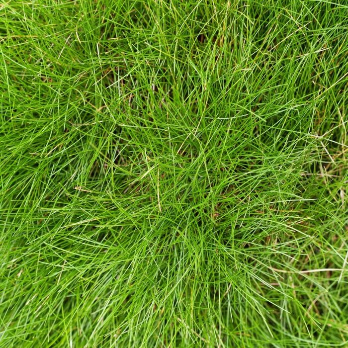 Zwenkgras - Festuca gautieri