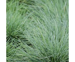 Zwenkgras - Festuca glauca 'Elijah Blue'