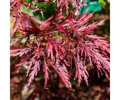 Japanse esdoorn op stam - Acer palmatum 'Garnet'