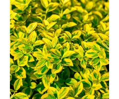 Japanse kardinaalsmuts op stam - Euonymus fortunei 'Emerald 'n' Gold'