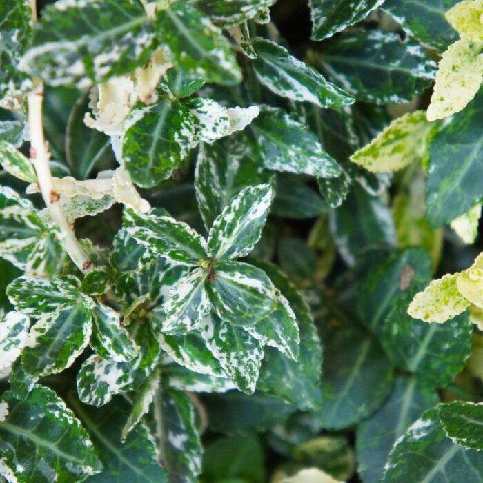 Kardinaalsmuts op stam - Euonymus fortunei 'Harlequin'