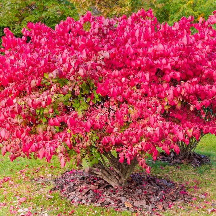 Kardinaalsmuts op stam - Euonymus phellomanus