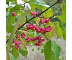 Kardinaalsmuts op stam - Euonymus phellomanus