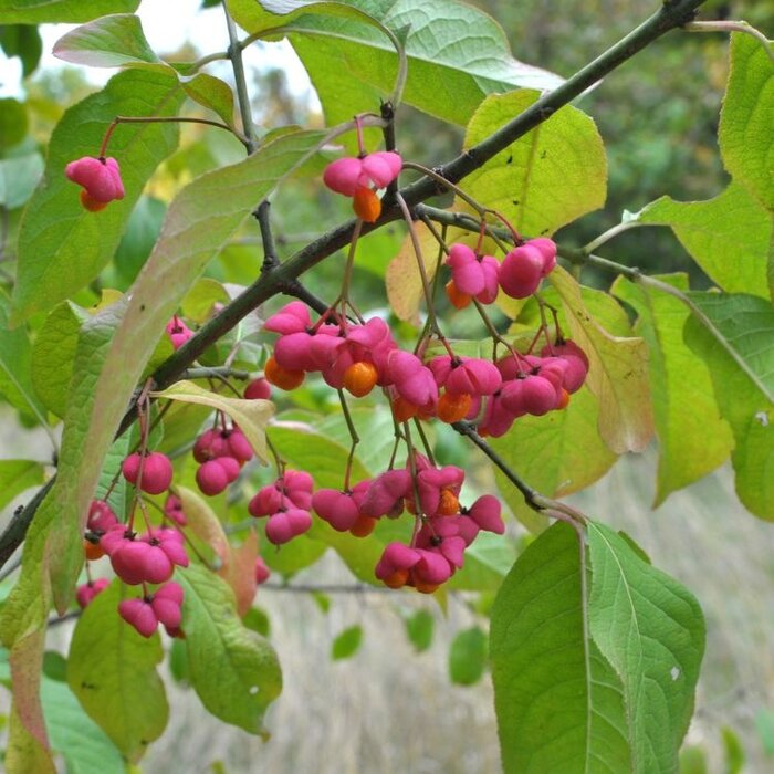 Kardinaalsmuts op stam - Euonymus phellomanus