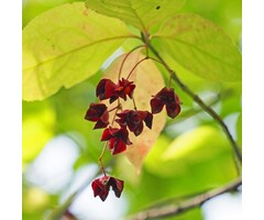 Kardinaalsmuts op stam - Euonymus planipes