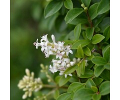 Liguster op stam - Ligustrum delavayanum