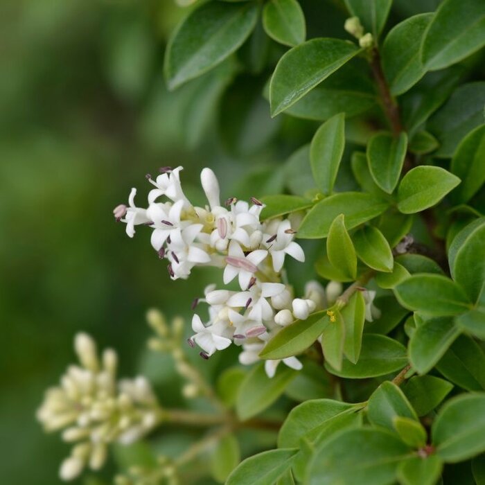 Liguster op stam - Ligustrum delavayanum