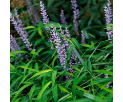 Leliegras - Liriope muscari 'Royal Purple'