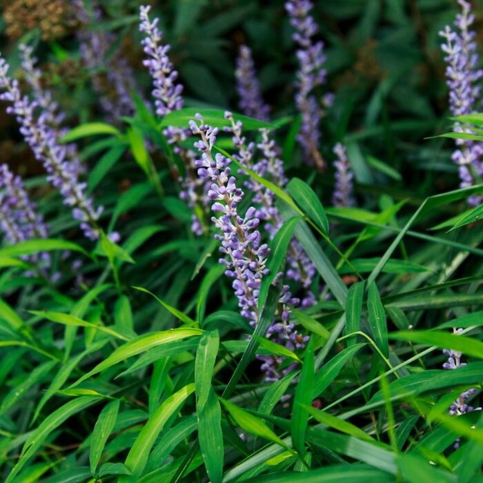 Leliegras - Liriope muscari 'Royal Purple'