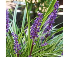 Bonte leliegras - Liriope muscari 'Gold Banded'