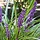 Bonte leliegras - Liriope muscari 'Gold Banded'