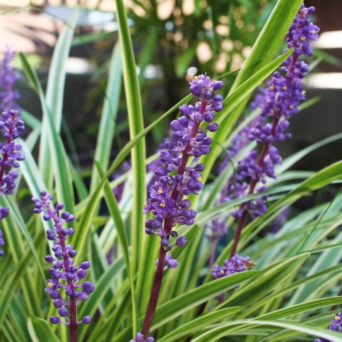 Bonte leliegras - Liriope muscari 'Gold Banded'
