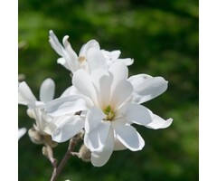 Beverboom - Magnolia loebneri 'Wildcat'