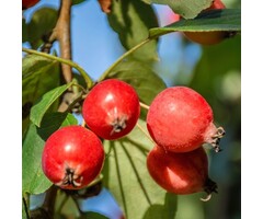 Meerstammige Appelboom - Malus 'Red Obelisk' meerstammig