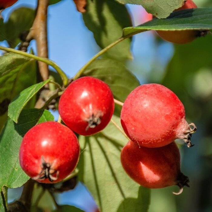 Appelboom - Malus 'Red Obelisk' meerstammig