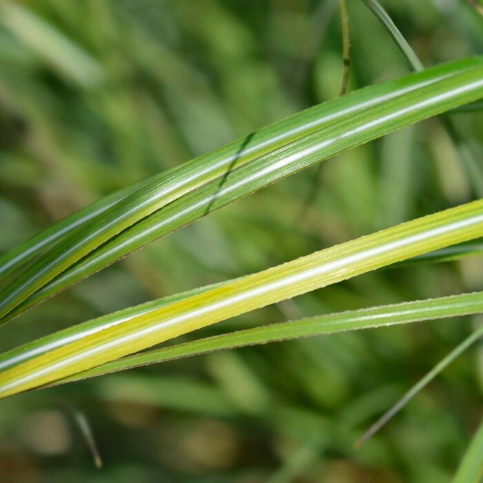 Olifantengras - Miscanthus sinensis 'Adagio'
