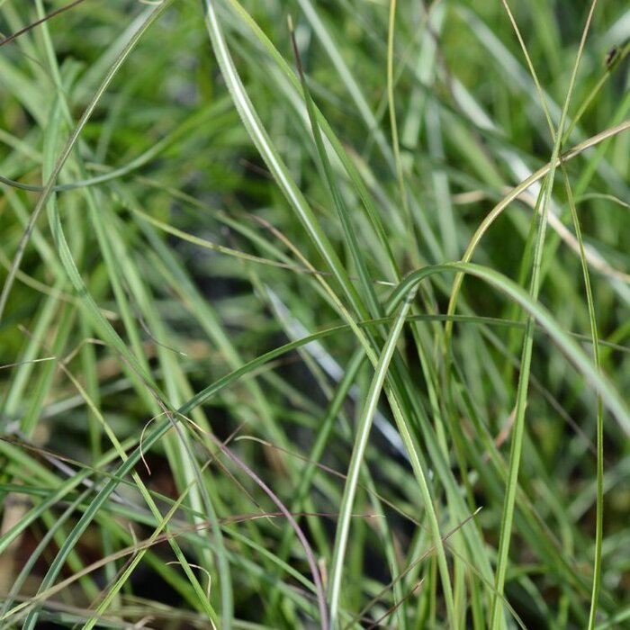 Olifantengras - Miscanthus sinensis 'Adagio'