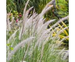 Olifantengras - Miscanthus sinensis 'Adagio'