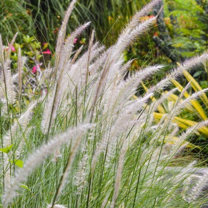 Olifantengras - Miscanthus sinensis 'Adagio'