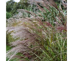 Olifantengras - Miscanthus sinensis 'Malepartus'