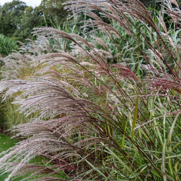 Olifantengras - Miscanthus sinensis 'Malepartus'