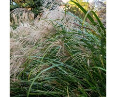 Olifantengras - Miscanthus sinensis 'Yakushima Dwarf'